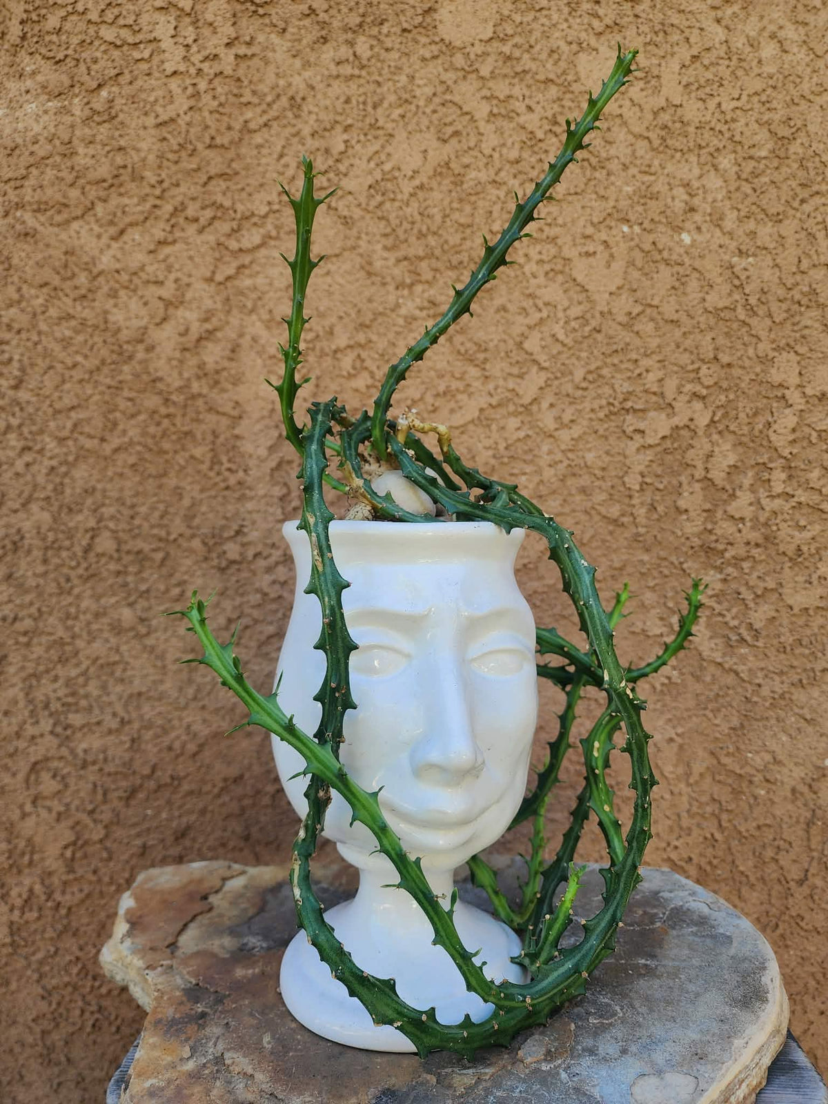 Euphorbia Knuthii