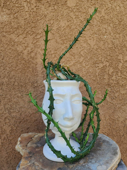 Euphorbia Knuthii