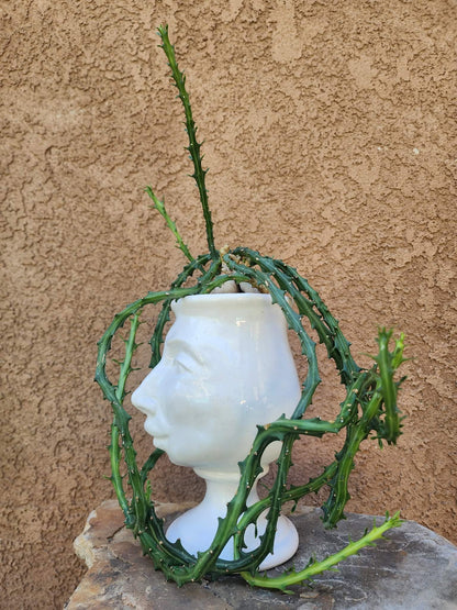 Euphorbia Knuthii