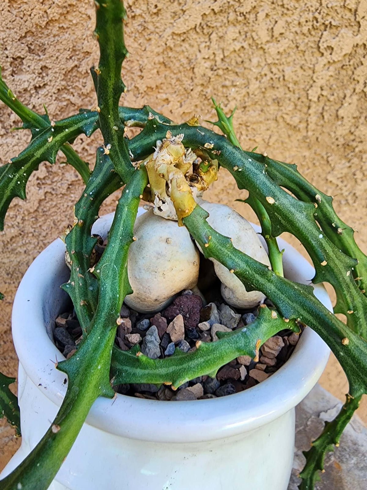 Euphorbia Knuthii