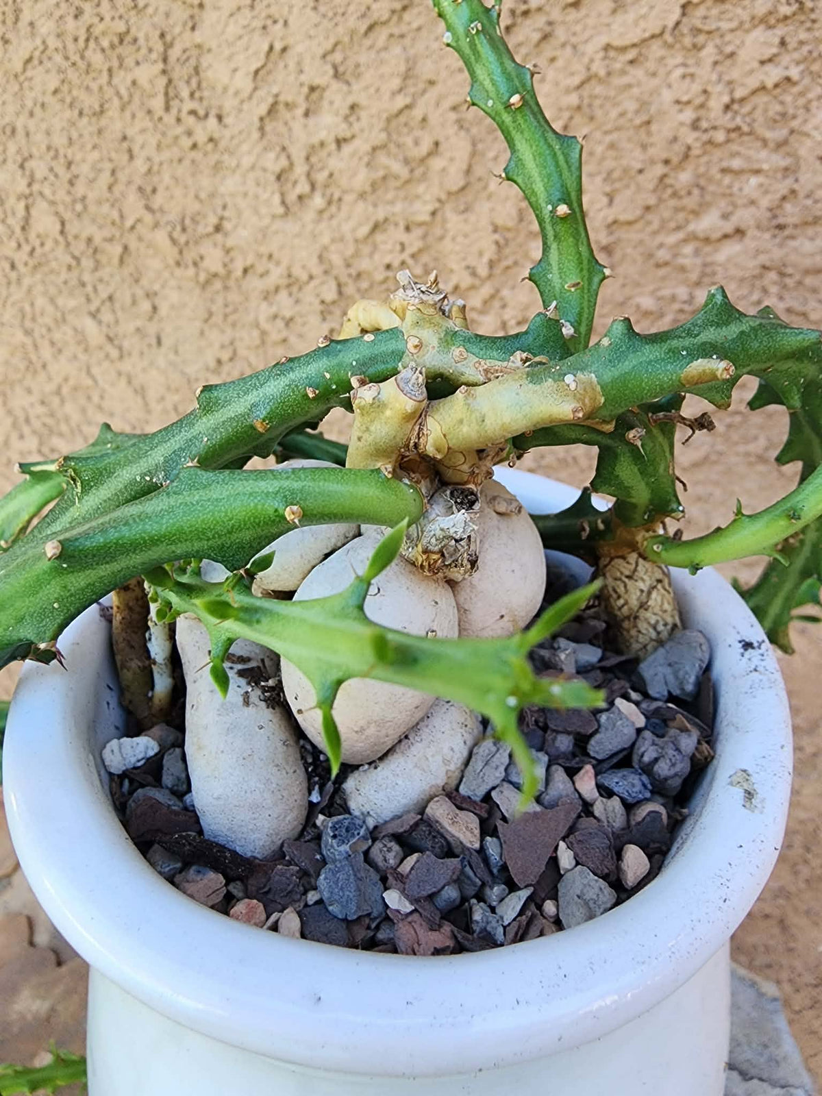 Euphorbia Knuthii