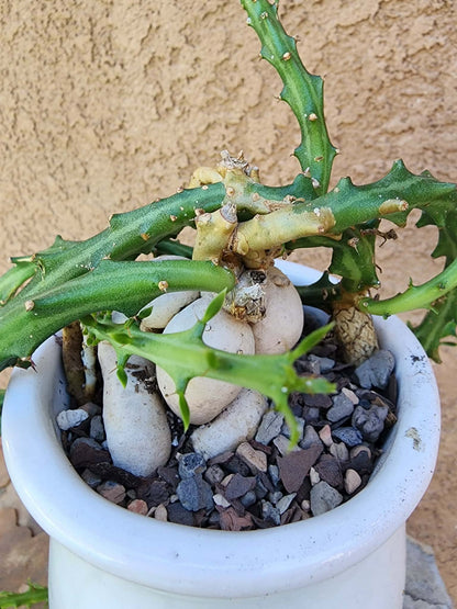 Euphorbia Knuthii