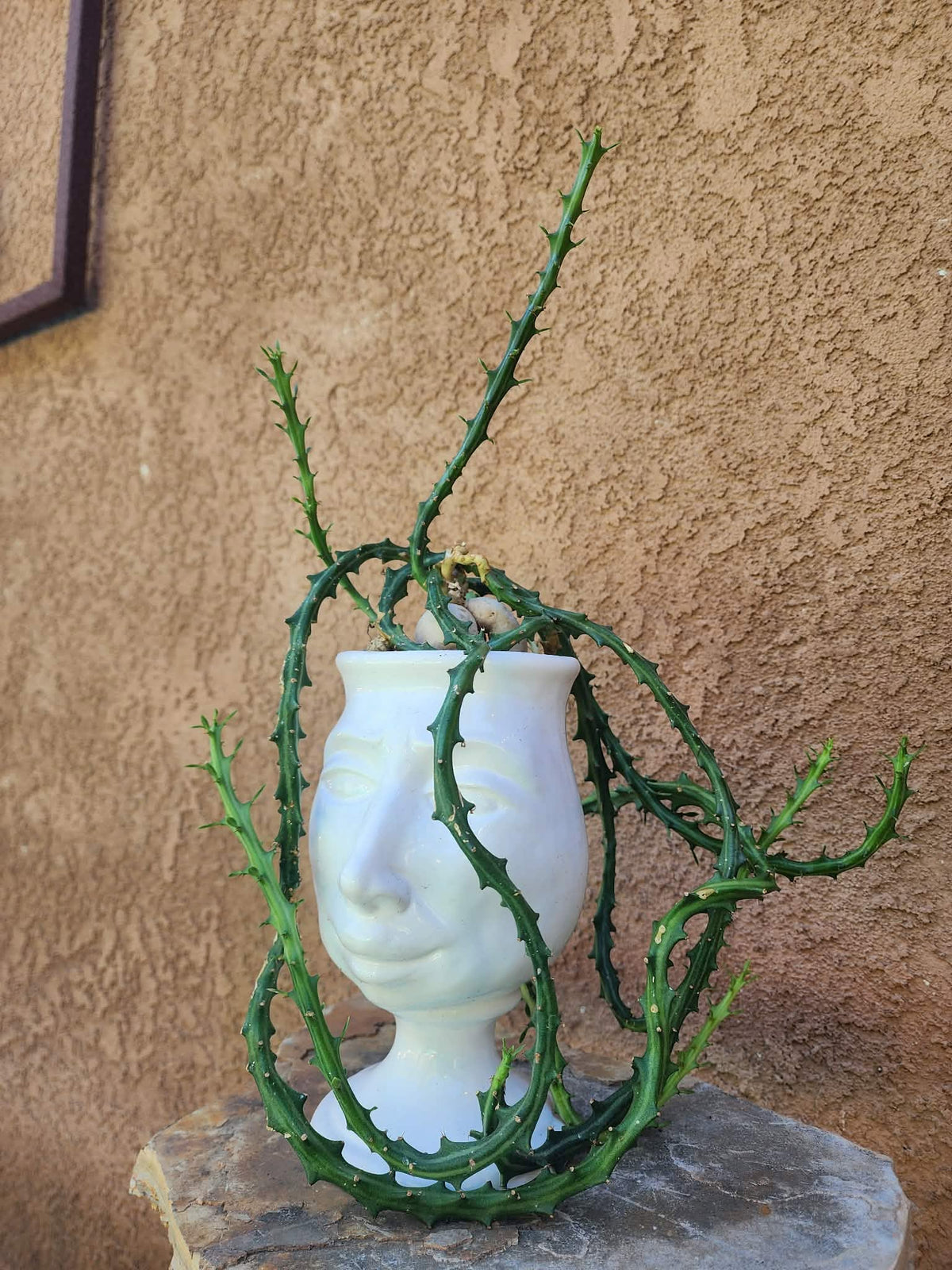 Euphorbia Knuthii