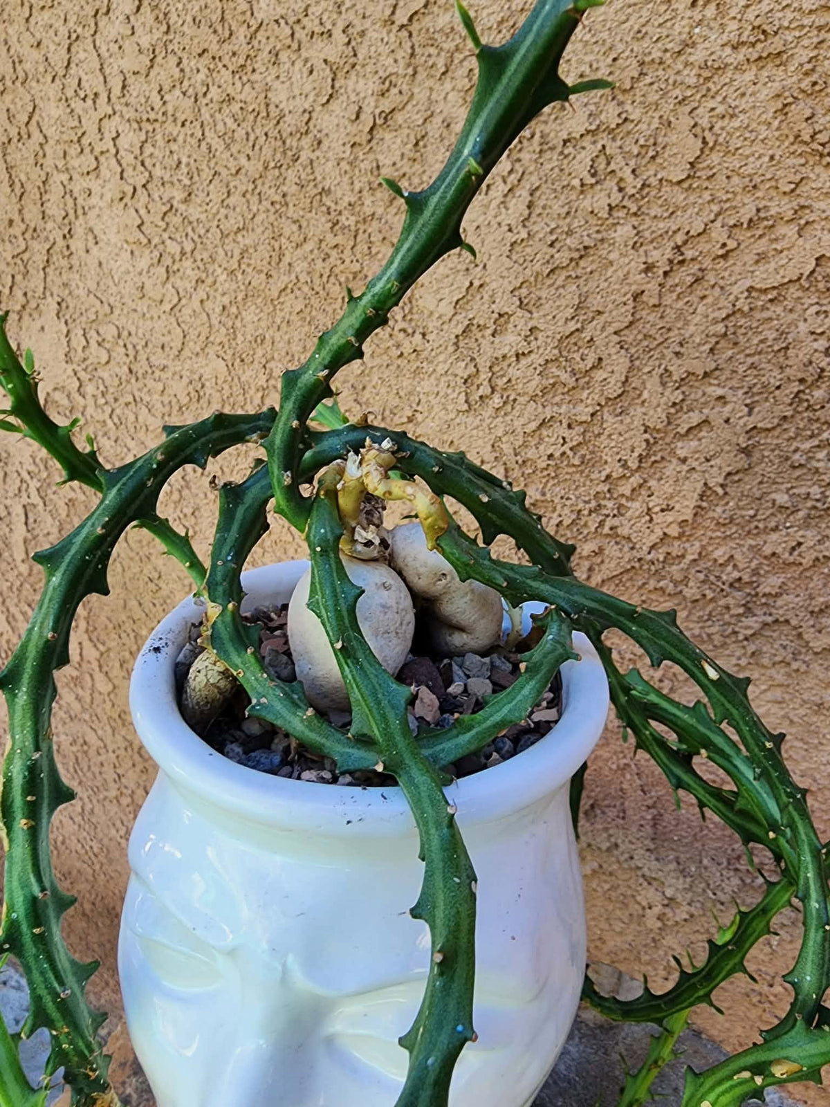 Euphorbia Knuthii