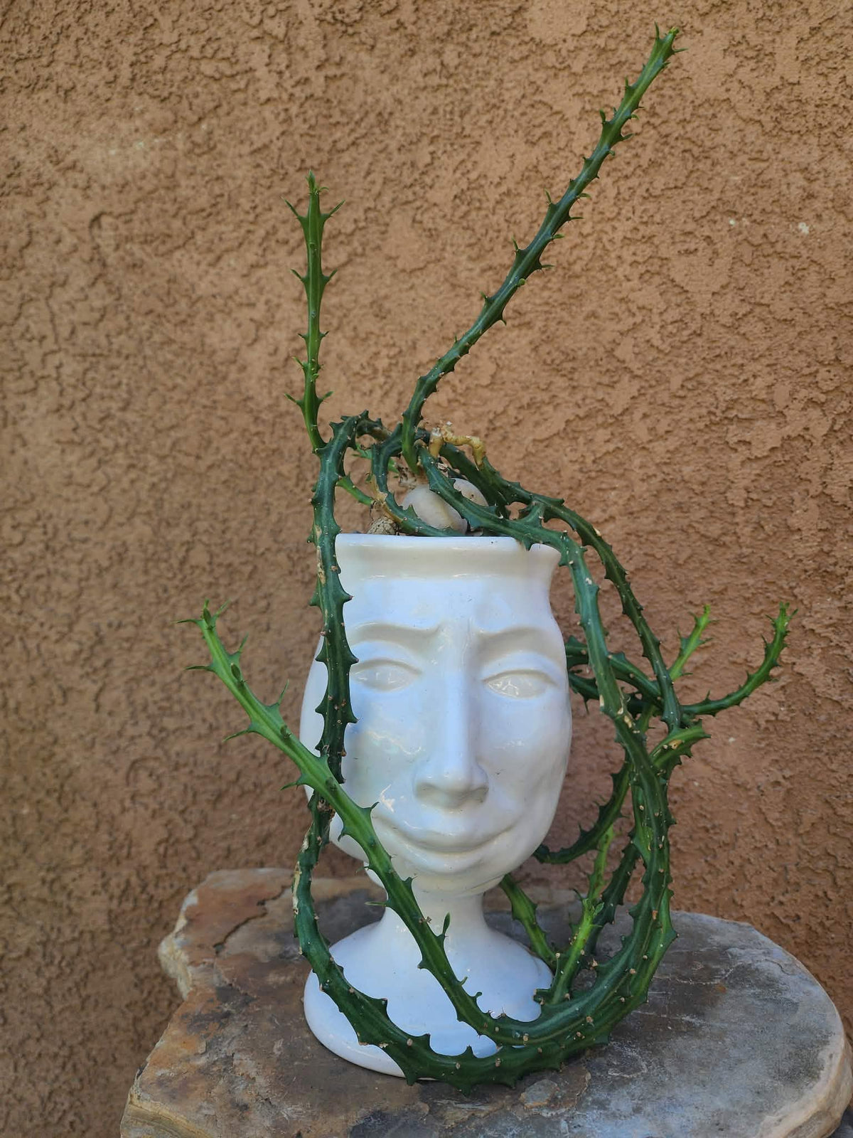 Euphorbia Knuthii