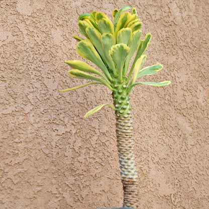 Euphorbia Poissonii Variegata