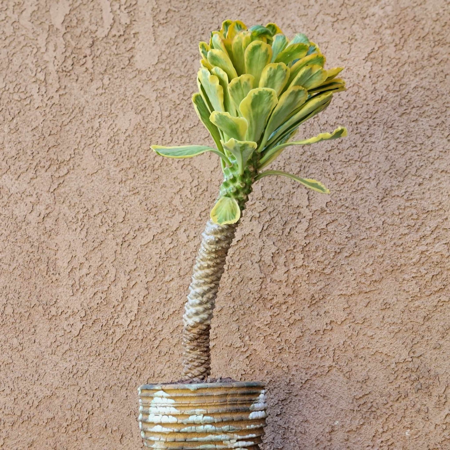 Euphorbia Poissonii Variegata