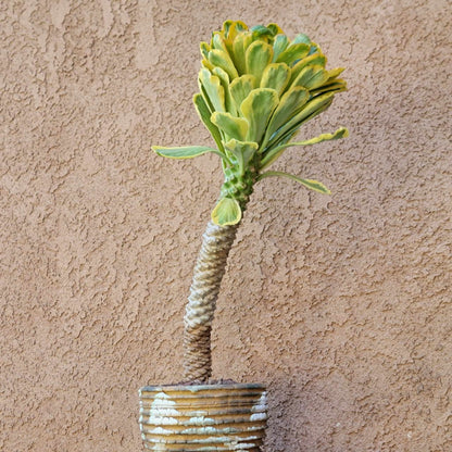 Euphorbia Poissonii Variegata