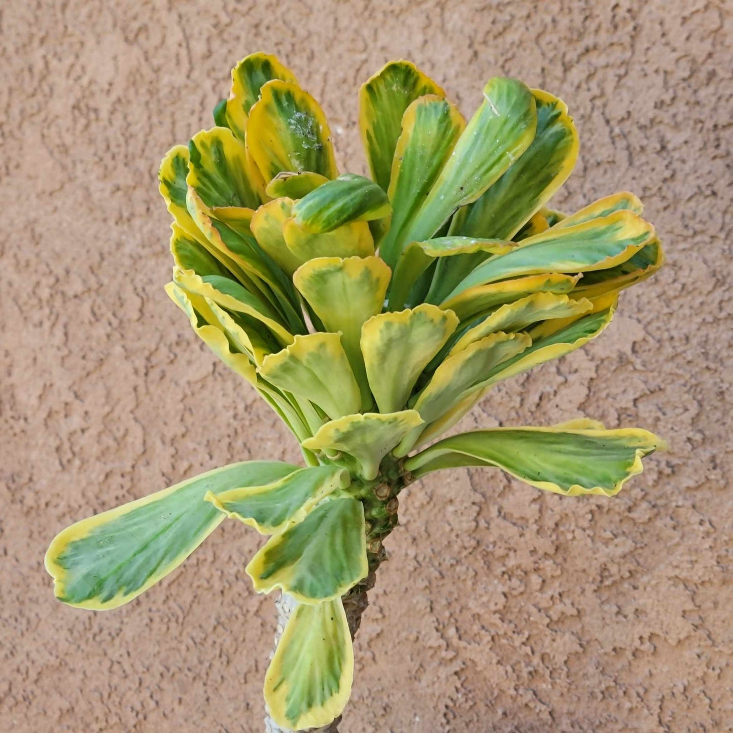 Euphorbia Poissonii Variegata