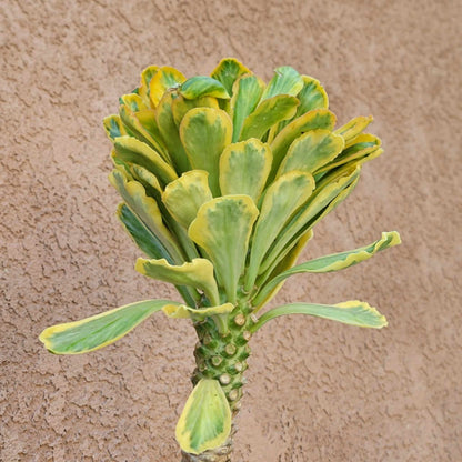 Euphorbia Poissonii Variegata