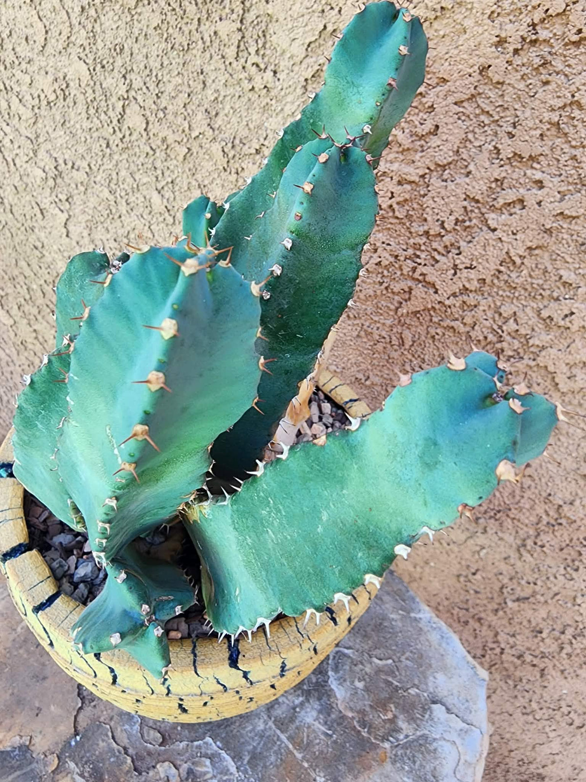 Euphorbia Resinifera - Moroccan Mound - 13 Heads!