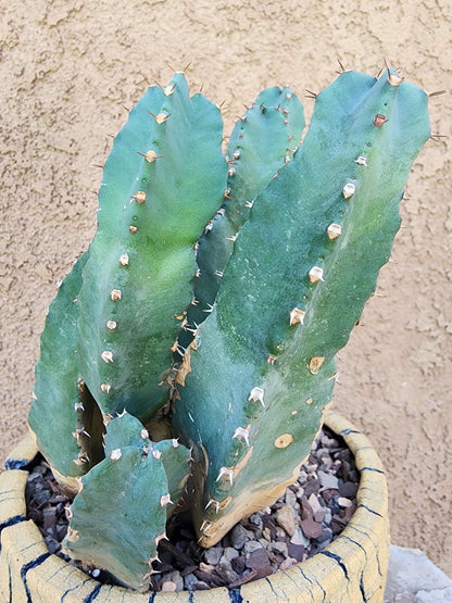 Euphorbia Resinifera - Moroccan Mound - 13 Heads!