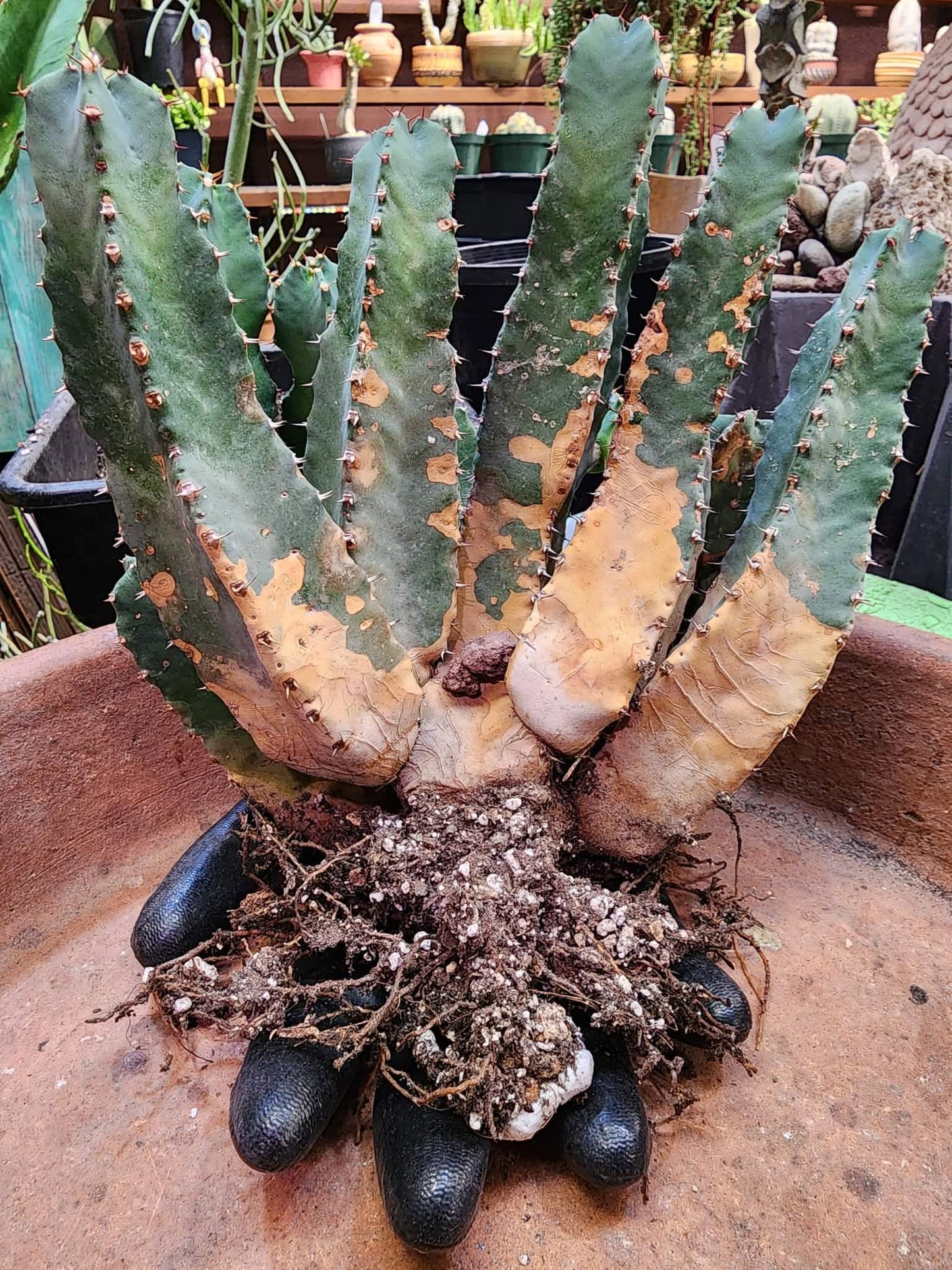 Euphorbia Resinifera - Moroccan Mound - 13 Heads!