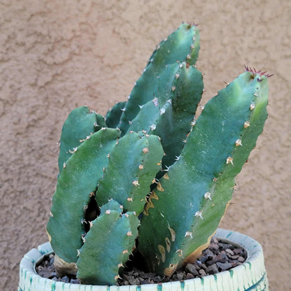 Euphorbia Resinifera - Moroccan Mound - 11 Heads!