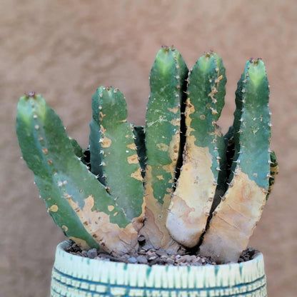Euphorbia Resinifera - Moroccan Mound - 11 Heads!