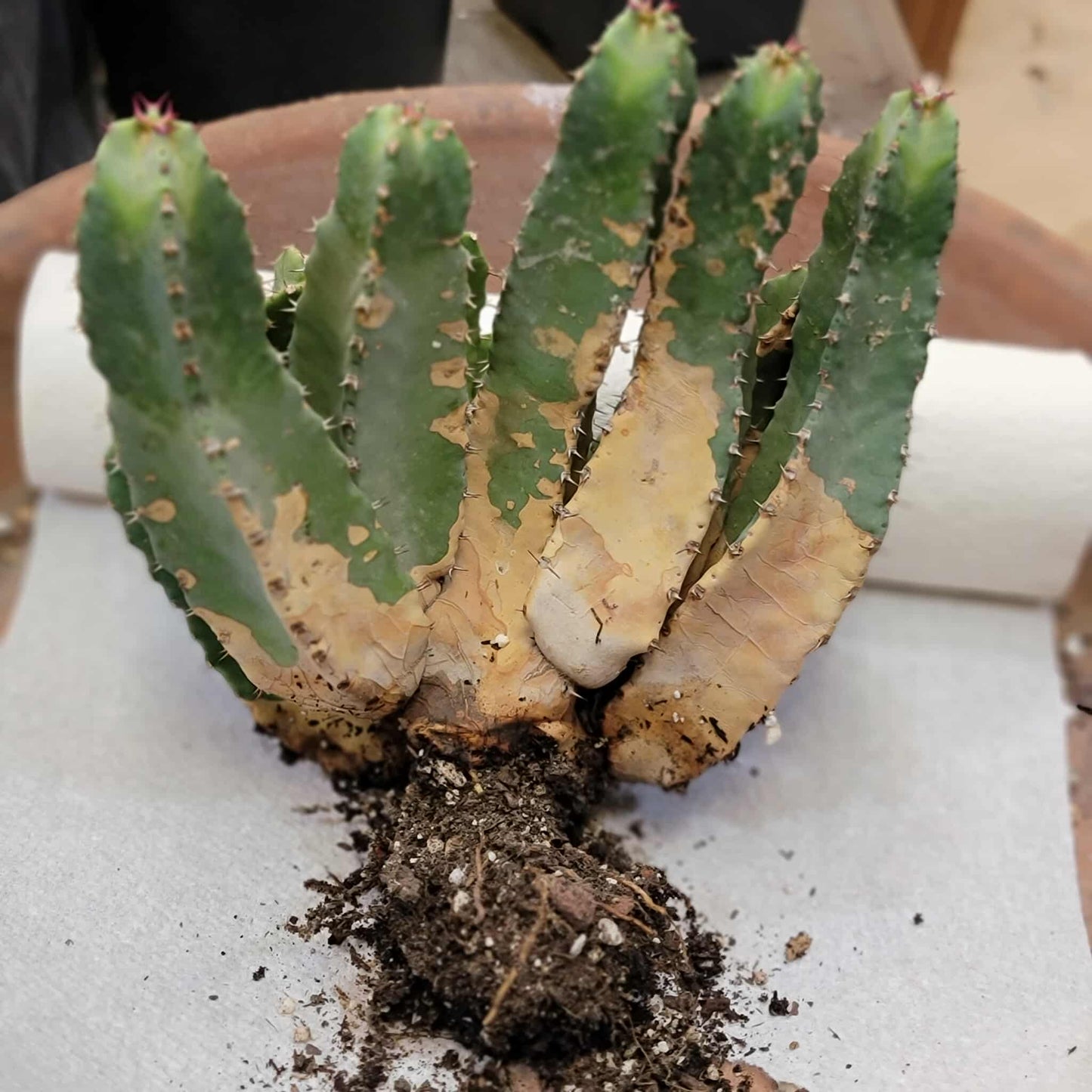 Euphorbia Resinifera - Moroccan Mound - 11 Heads!