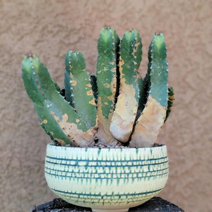 Euphorbia Resinifera - Moroccan Mound - 11 Heads!