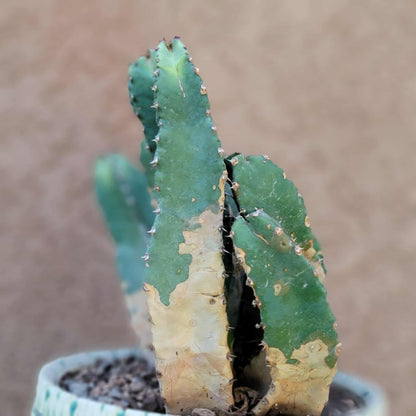 Euphorbia Resinifera - Moroccan Mound - 11 Heads!