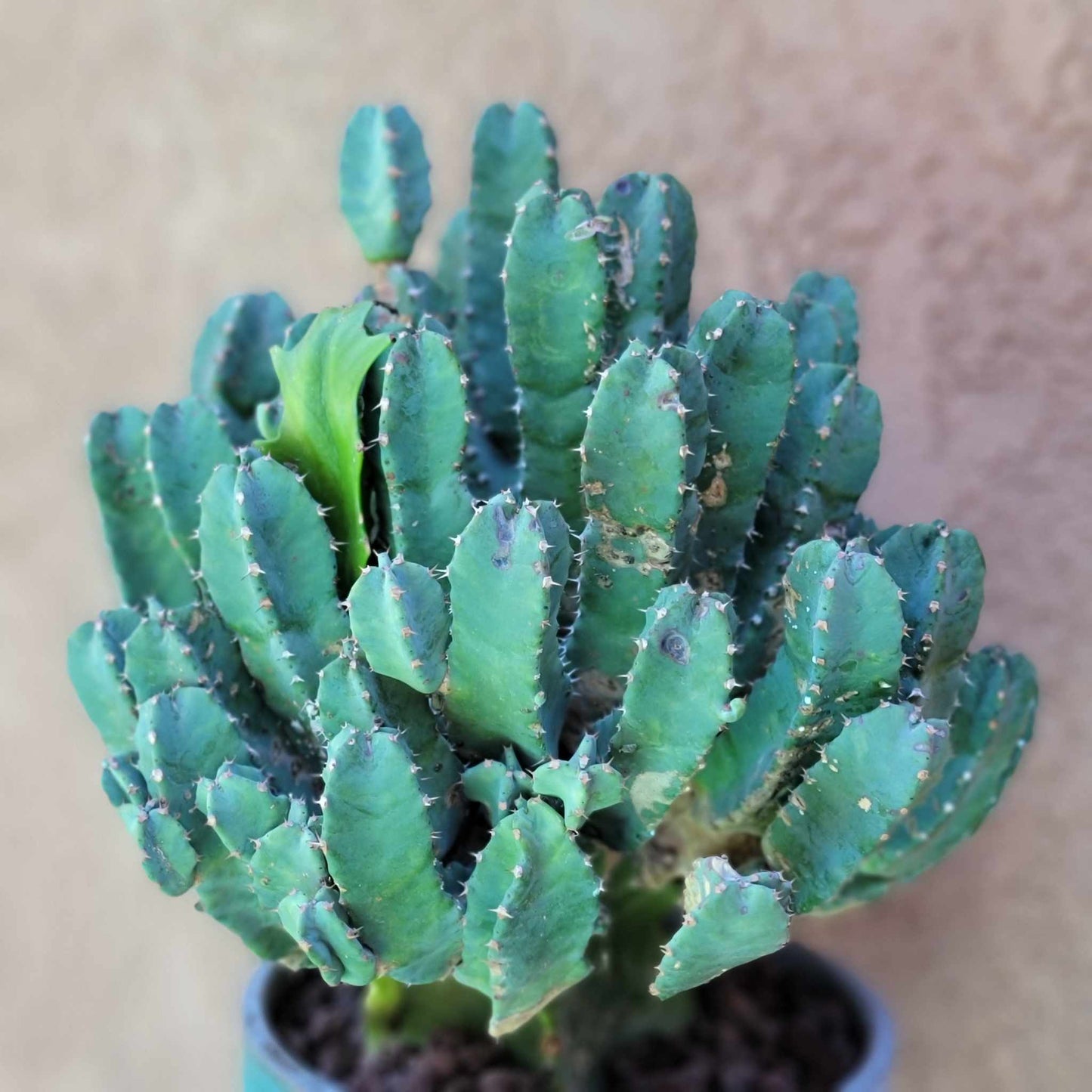 Euphorbia Resinifera - Moroccan Mound