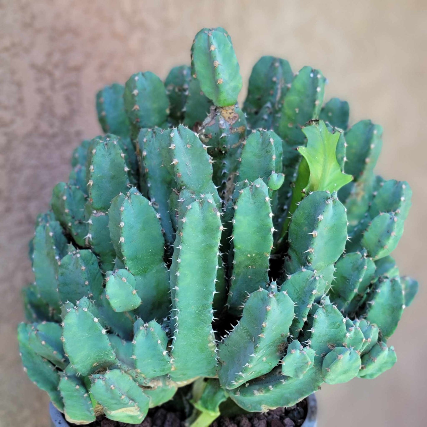 Euphorbia Resinifera - Moroccan Mound