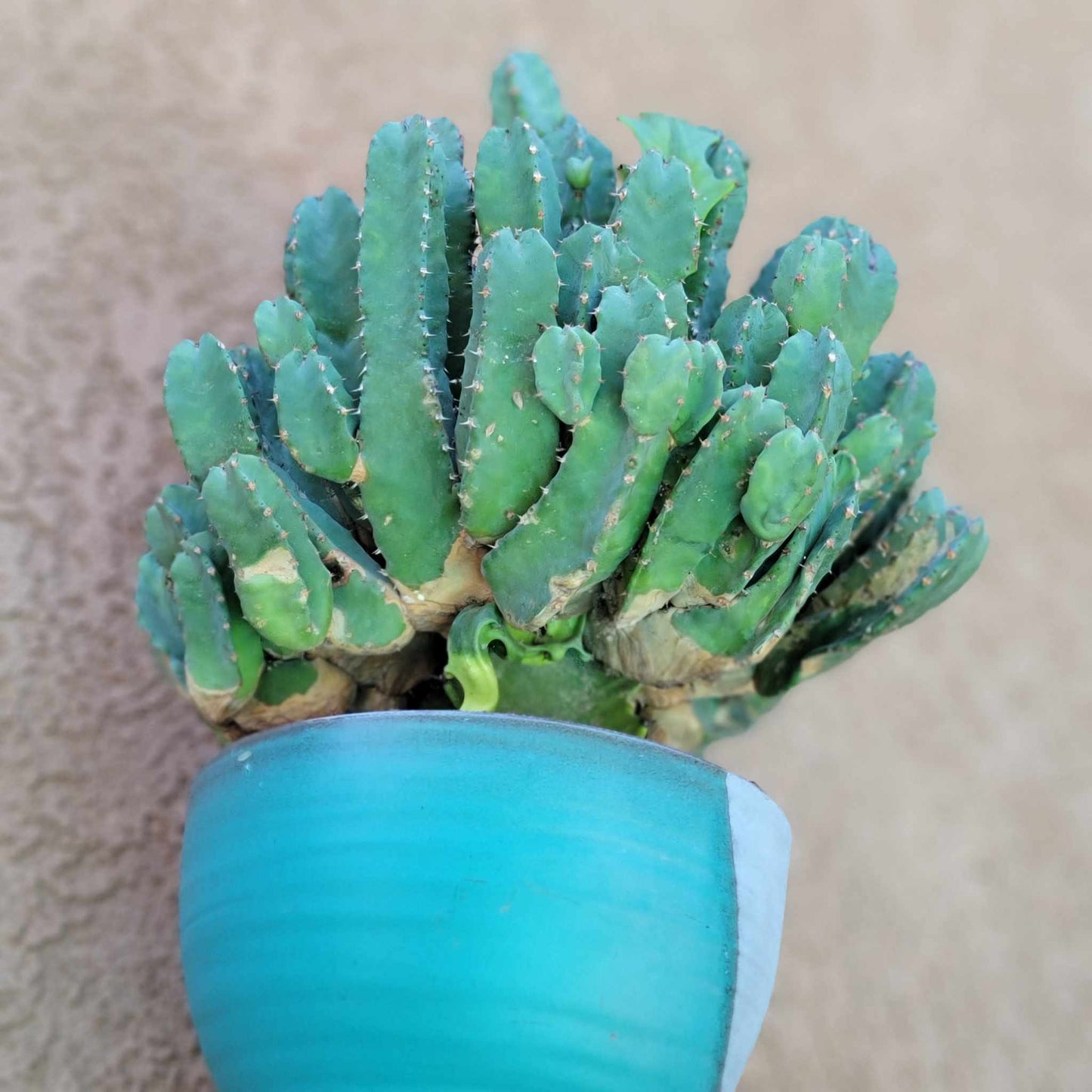 Euphorbia Resinifera - Moroccan Mound