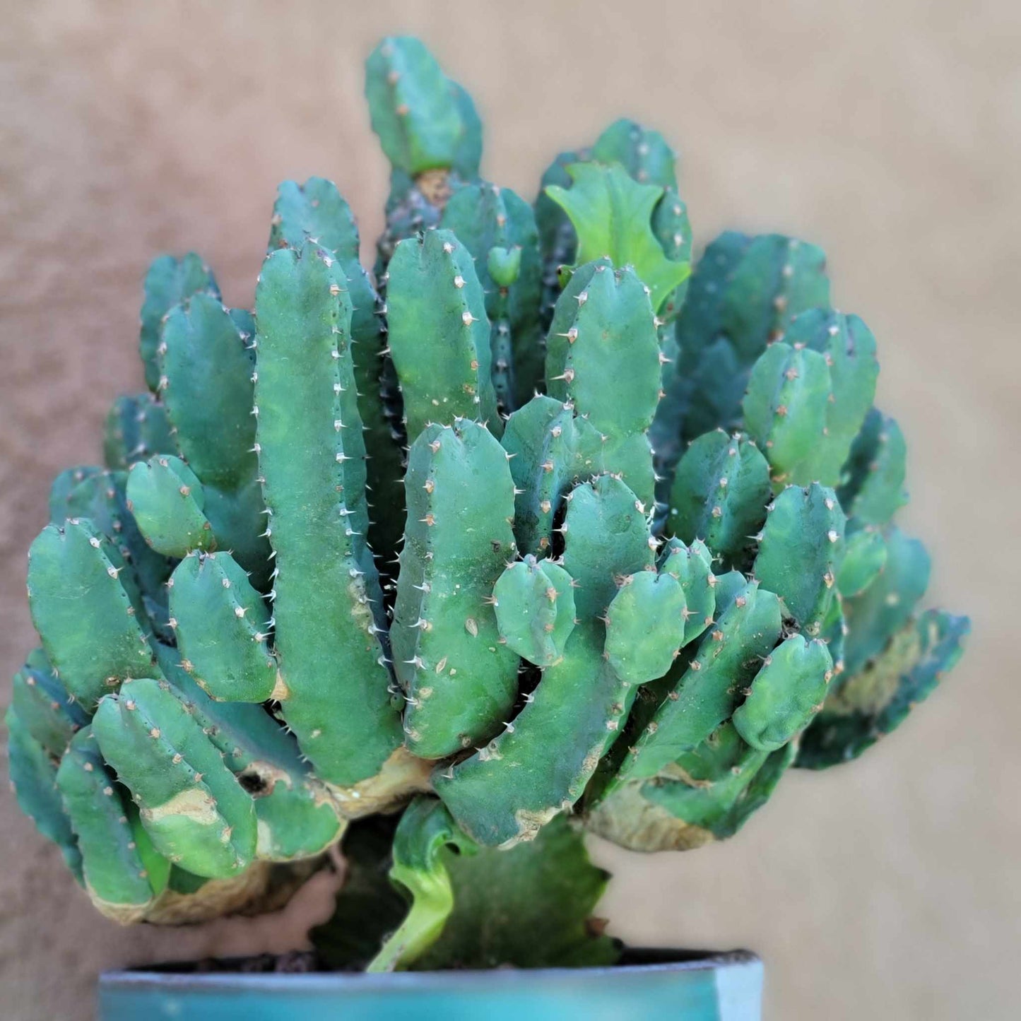 Euphorbia Resinifera - Moroccan Mound