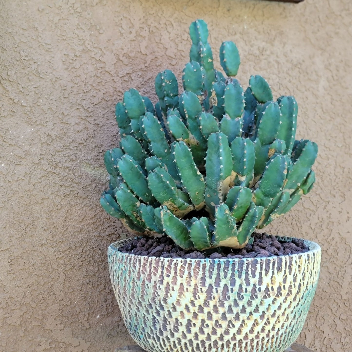Euphorbia Resinifera - Moroccan Mound (Mother Plant)
