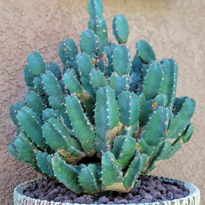 Euphorbia Resinifera - Moroccan Mound (Mother Plant) euphorbia collector specimen