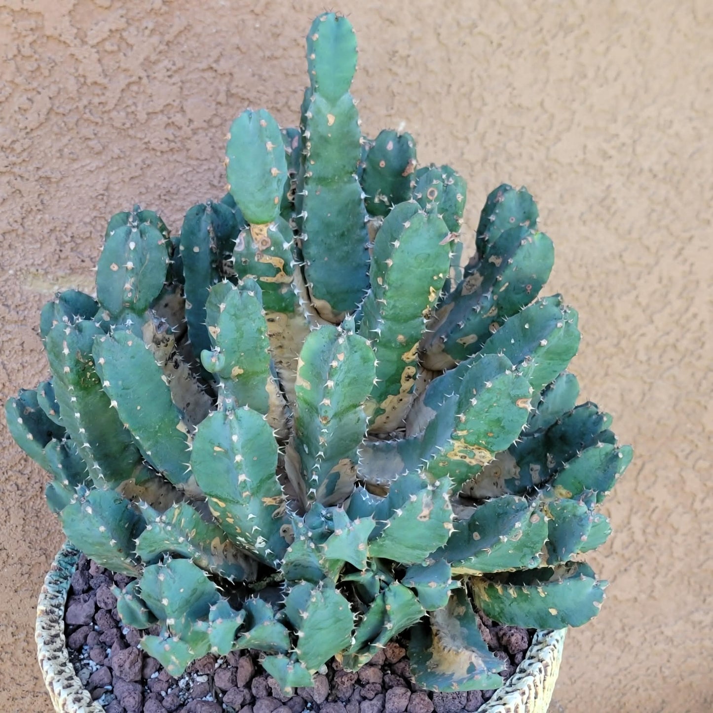 Euphorbia Resinifera - Moroccan Mound (Mother Plant)
