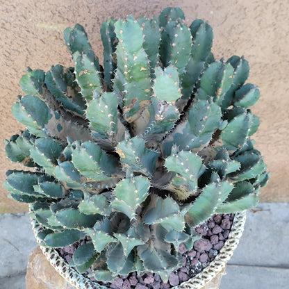Euphorbia Resinifera - Moroccan Mound (Mother Plant)