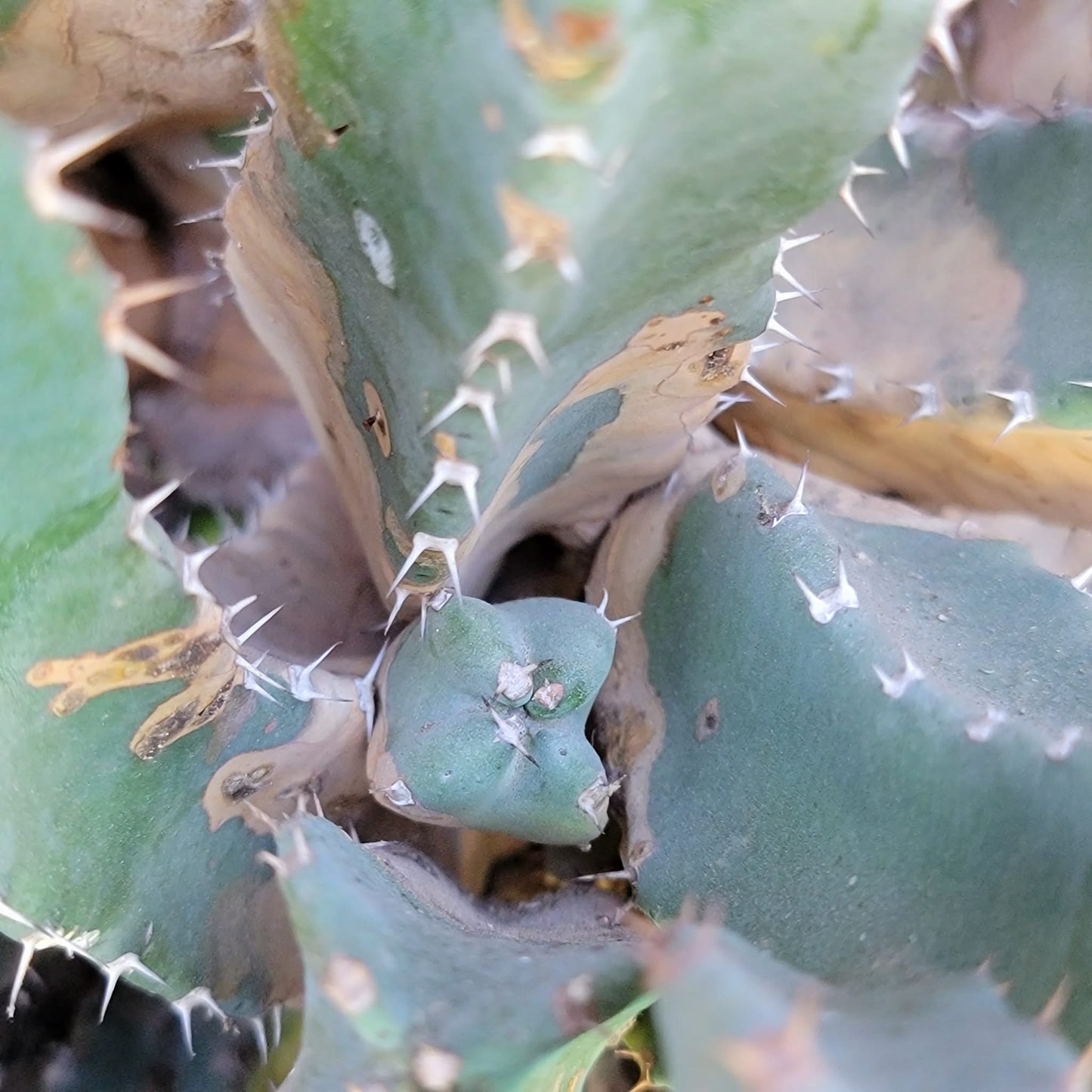 Euphorbia Resinifera - Moroccan Mound (Mother Plant)