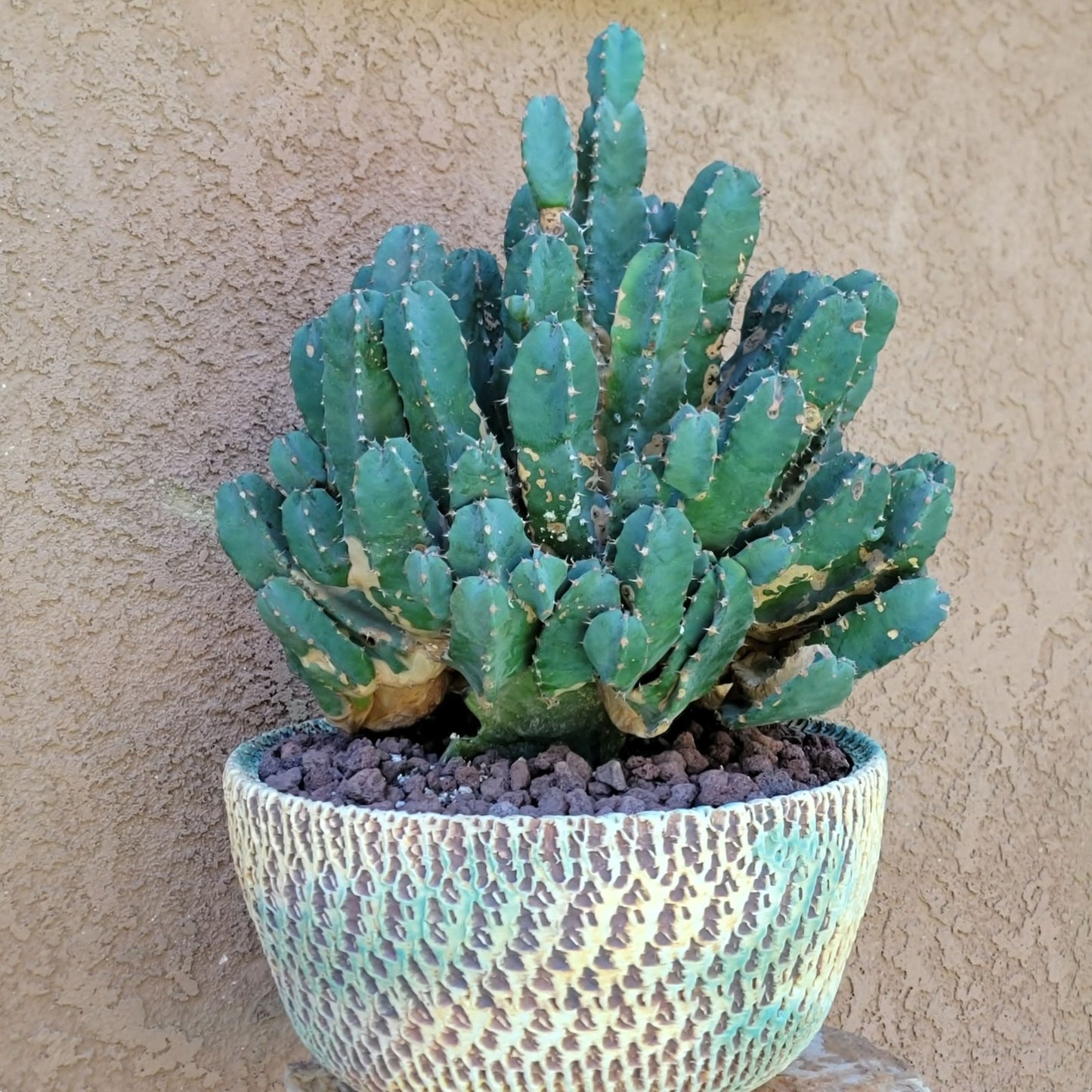 Euphorbia Resinifera - Moroccan Mound (Mother Plant)