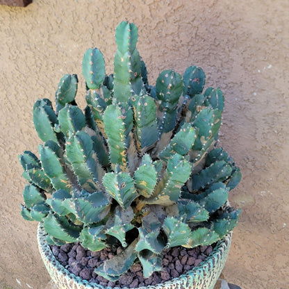 Euphorbia Resinifera - Moroccan Mound (Mother Plant)