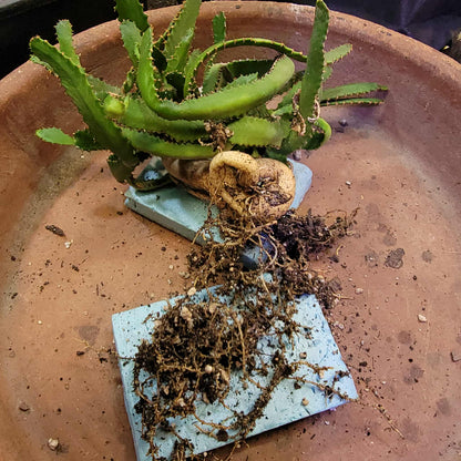 Euphorbia Stellata Caudex - Medusoid Euphorbia - Caudex
