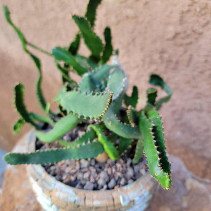 Euphorbia Stellata Caudex - Medusoid Euphorbia - Caudex