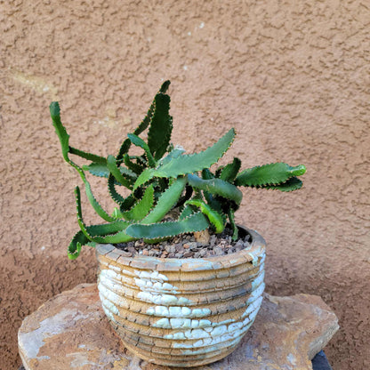 Euphorbia Stellata Caudex - Medusoid Euphorbia - Caudex