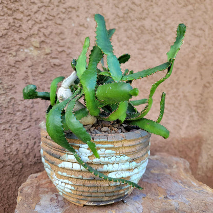 Euphorbia Stellata Caudex - Medusoid Euphorbia - Caudex