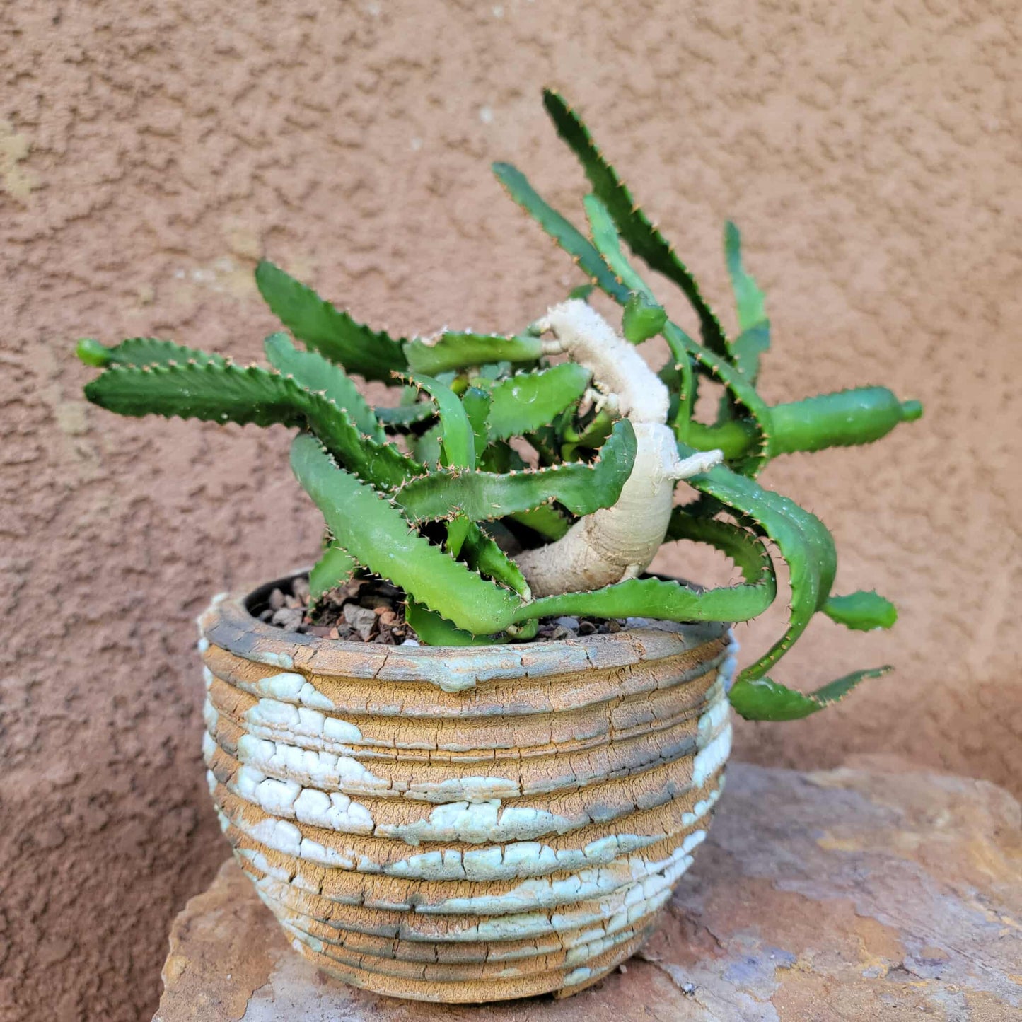 Euphorbia Stellata Caudex - Medusoid Euphorbia - Caudex