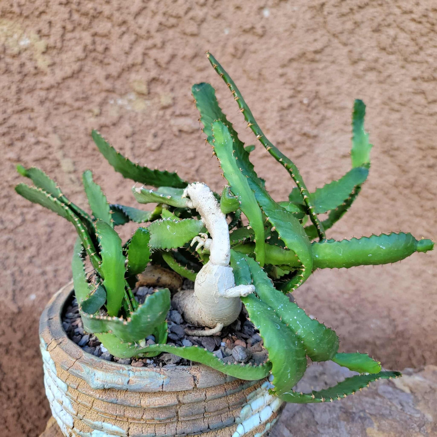 Euphorbia Stellata Caudex - Medusoid Euphorbia - Caudex