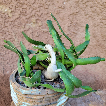 Euphorbia Stellata Caudex - Medusoid Euphorbia - Caudex