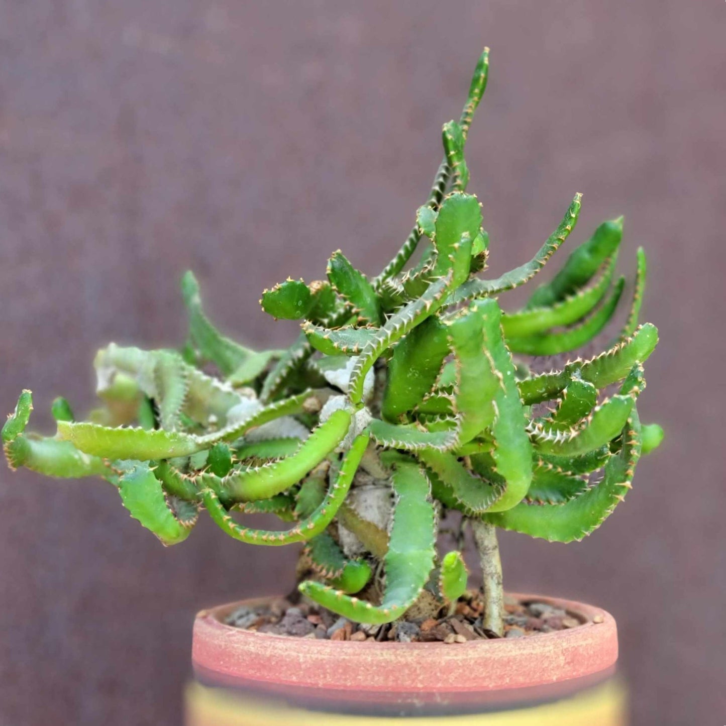 Euphorbia Stellata Caudex - Medusoid Euphorbia - Caudex