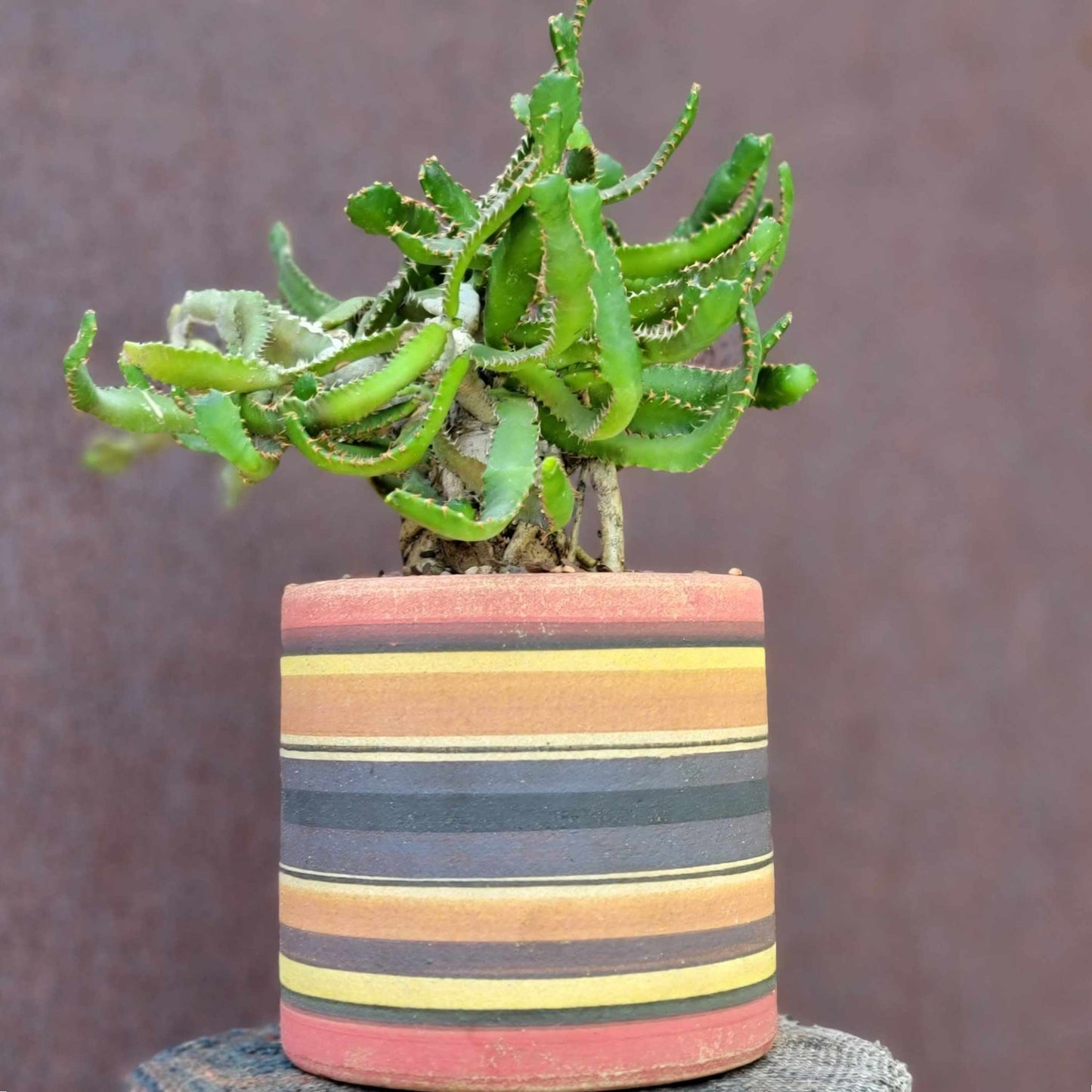 Euphorbia Stellata Caudex - Medusoid Euphorbia - Caudex