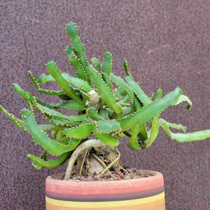 Euphorbia Stellata Caudex - Medusoid Euphorbia - Caudex