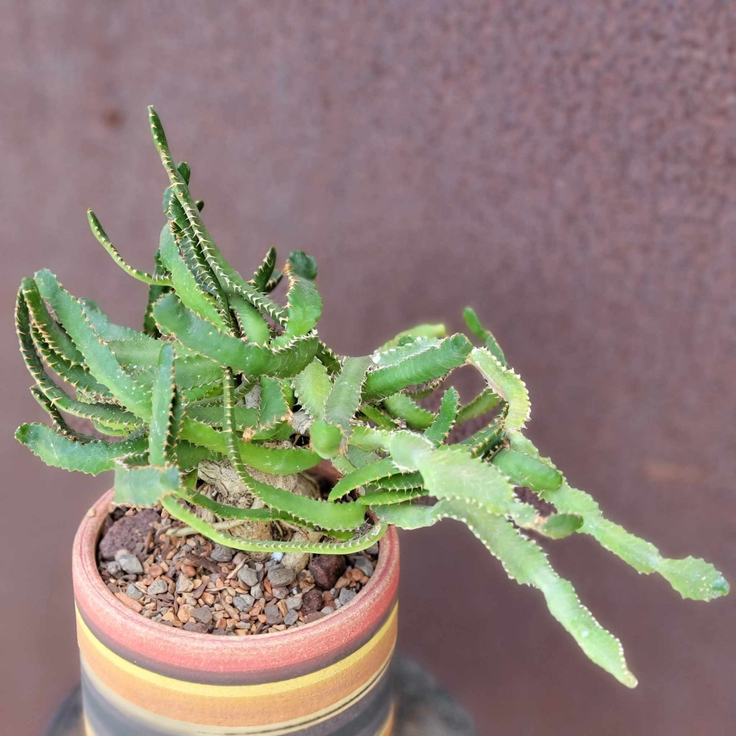 Euphorbia Stellata Caudex - Medusoid Euphorbia - Caudex