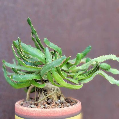 Euphorbia Stellata Caudex - Medusoid Euphorbia - Caudex