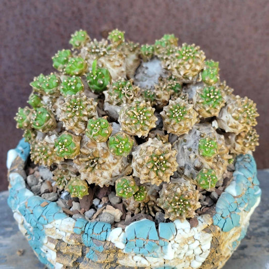 Euphorbia Bupleurifolia x Susannae