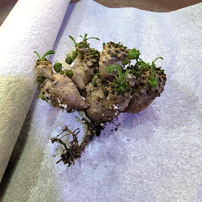 Euphorbia Bupleurifolia x Susannae - Pineapple Euphorbia