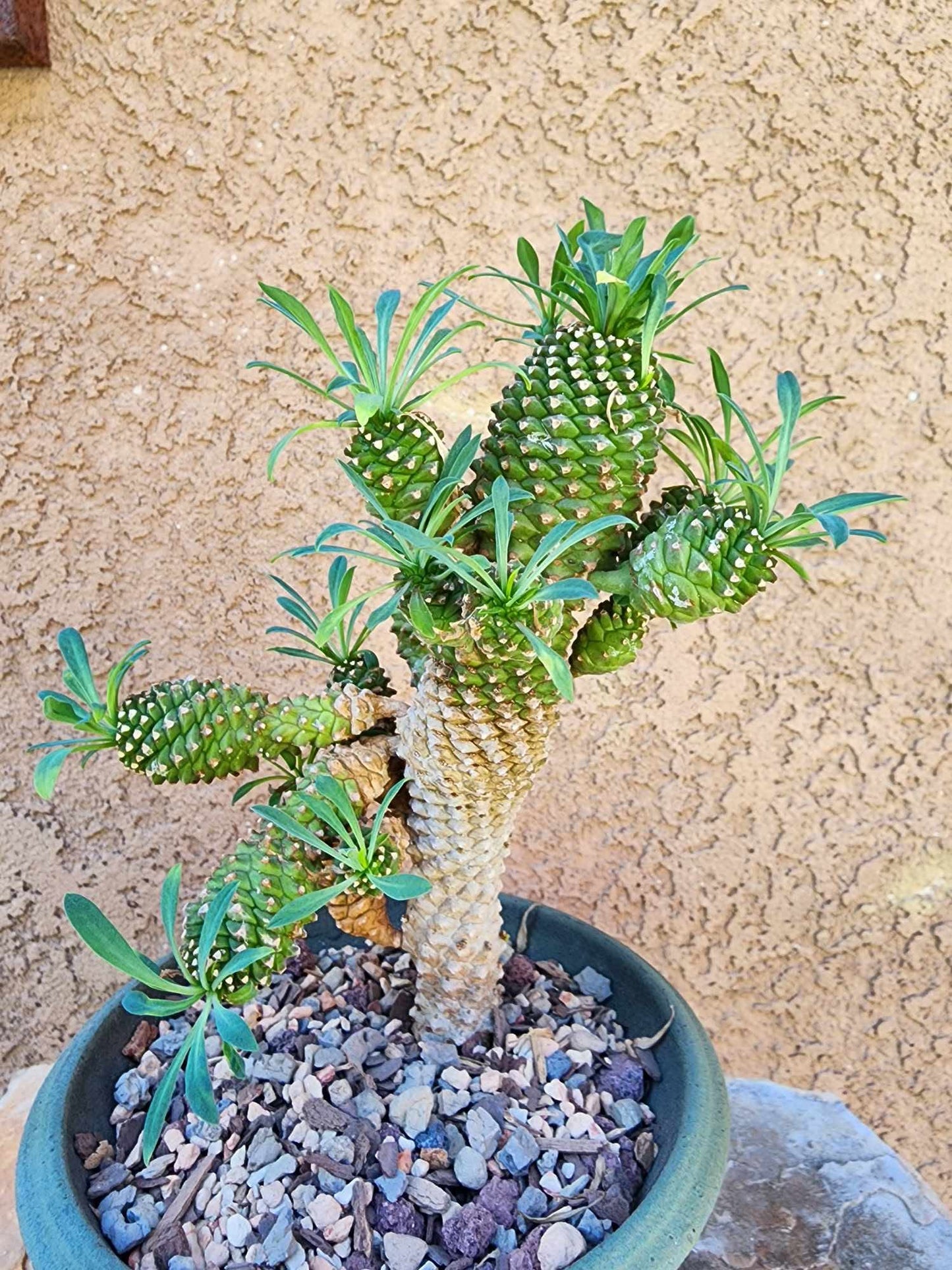 Euphorbia ‘Sotetsu Kirin’