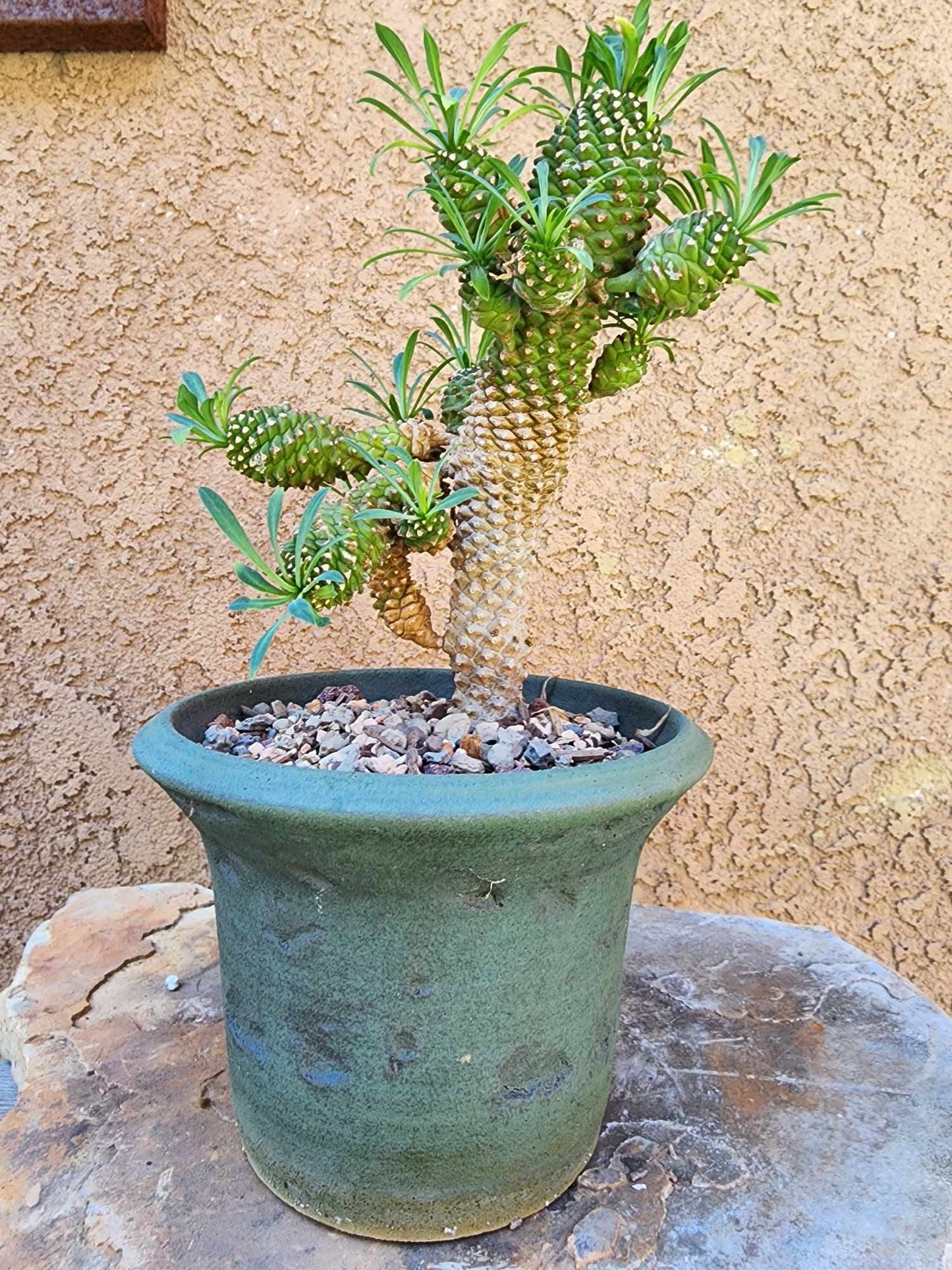 Euphorbia ‘Sotetsu Kirin’