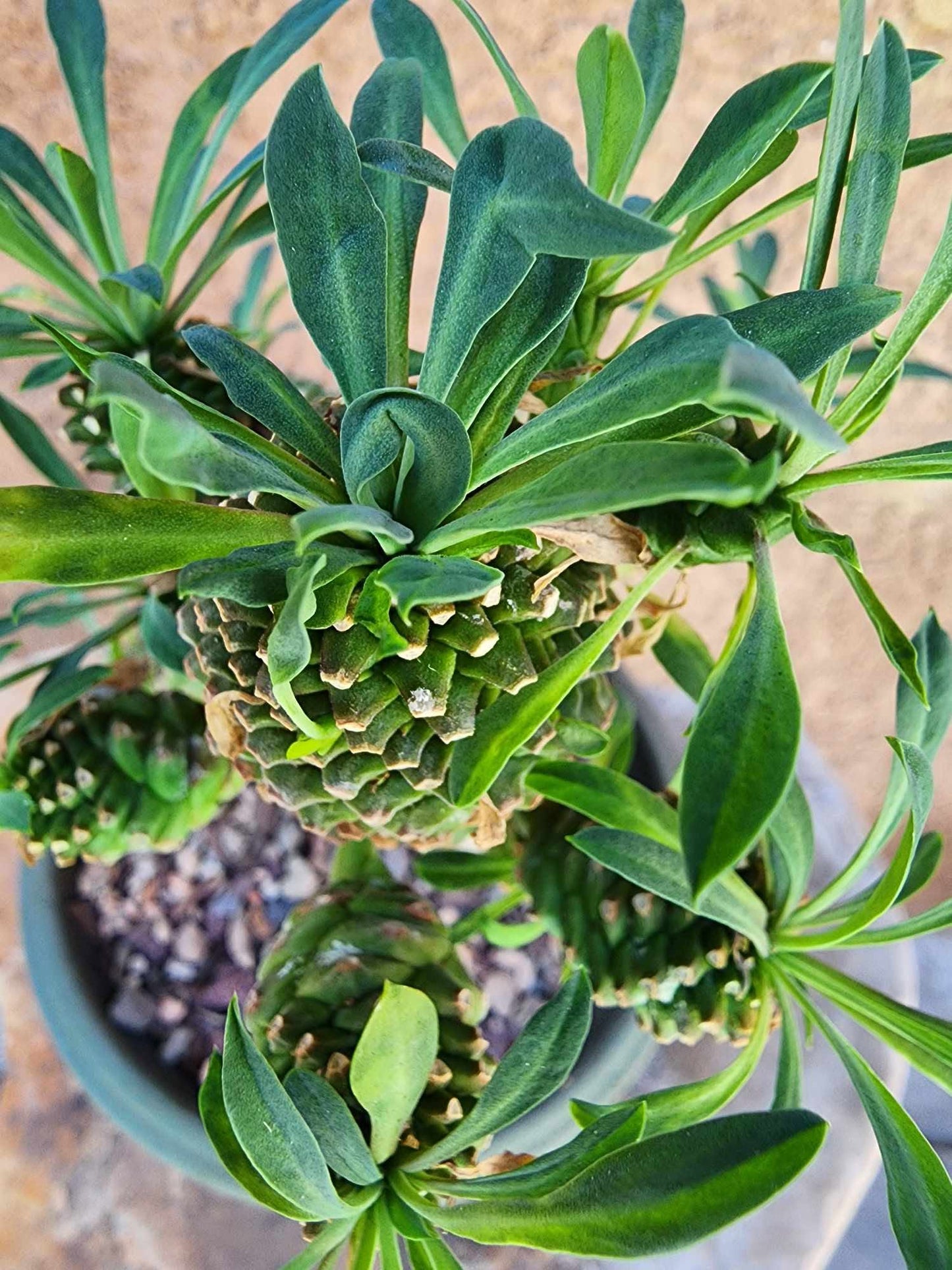 Euphorbia ‘Sotetsu Kirin’
